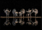 Buffaloes in the waterhole at night poster - Plakatbar.no
