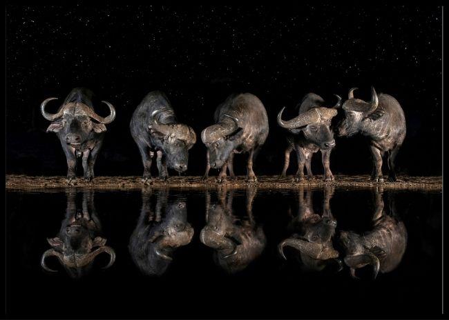Buffaloes in the waterhole at night poster