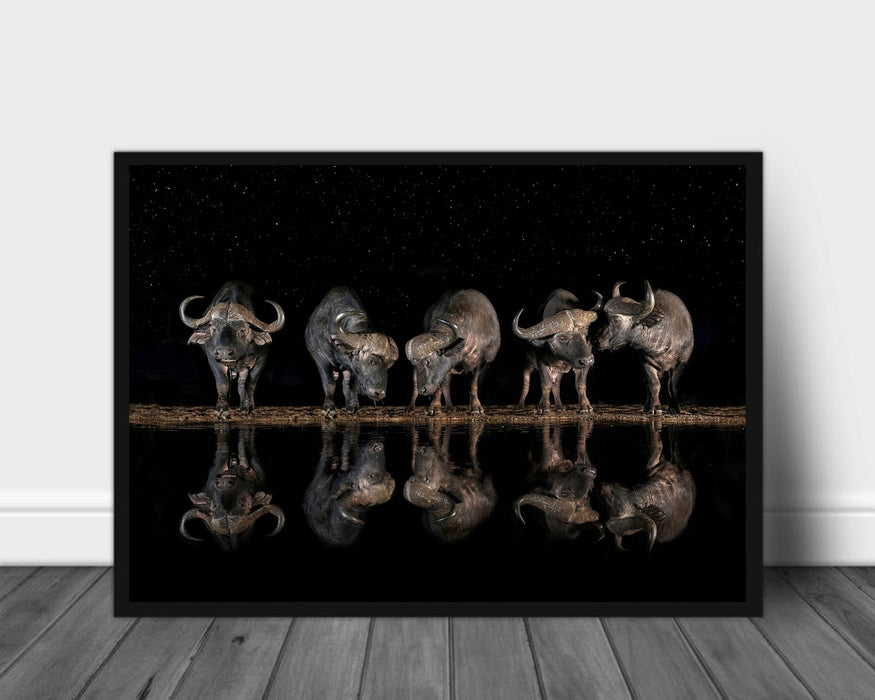 Buffaloes in the waterhole at night poster - Plakatbar.no