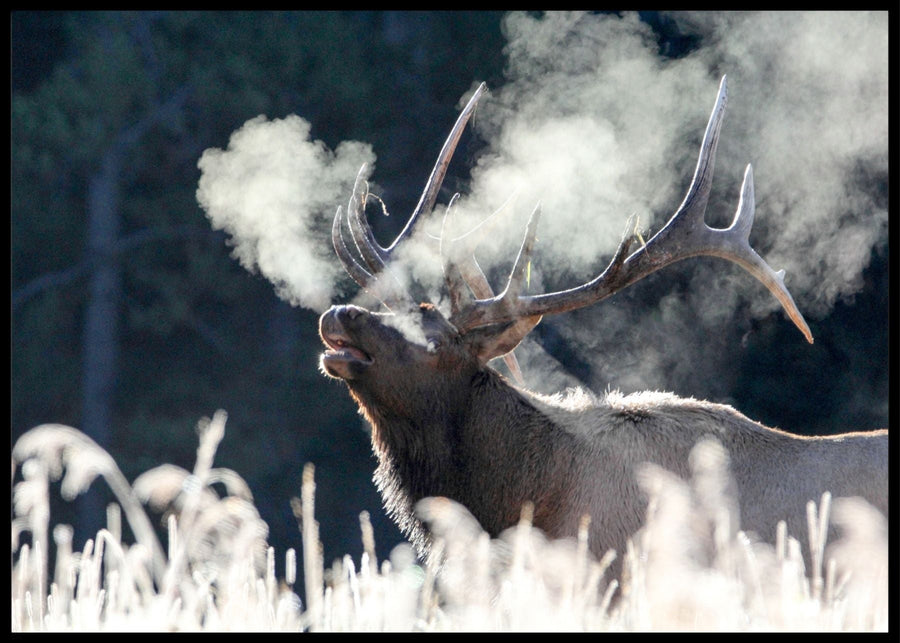 Bull elk bugling on frosty forest Poster