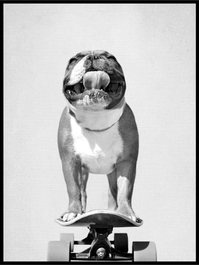 Bulldog Skateboard - Plakat - Plakatbar.no