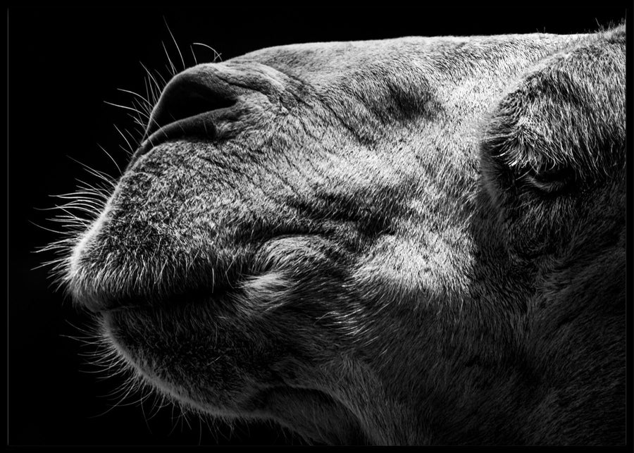 Camel poster