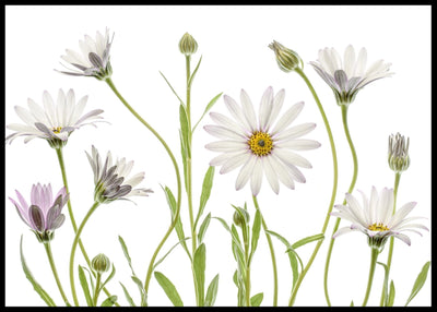 Cape Daisies poster - Plakatbar.no