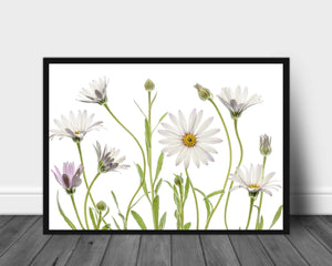 Cape Daisies poster - Plakatbar.no