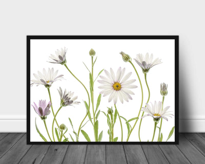 Cape Daisies poster - Plakatbar.no
