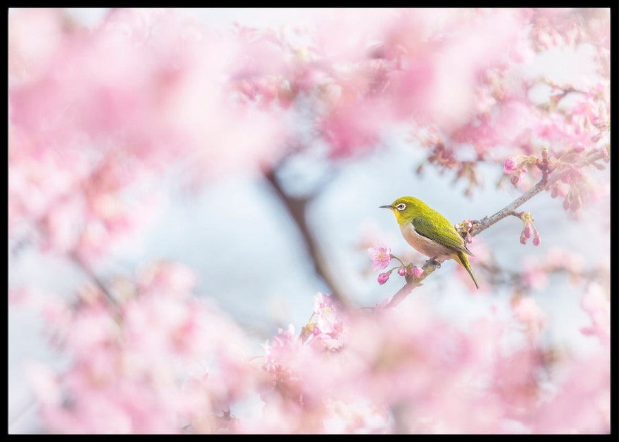 Cherry blossom color - poster