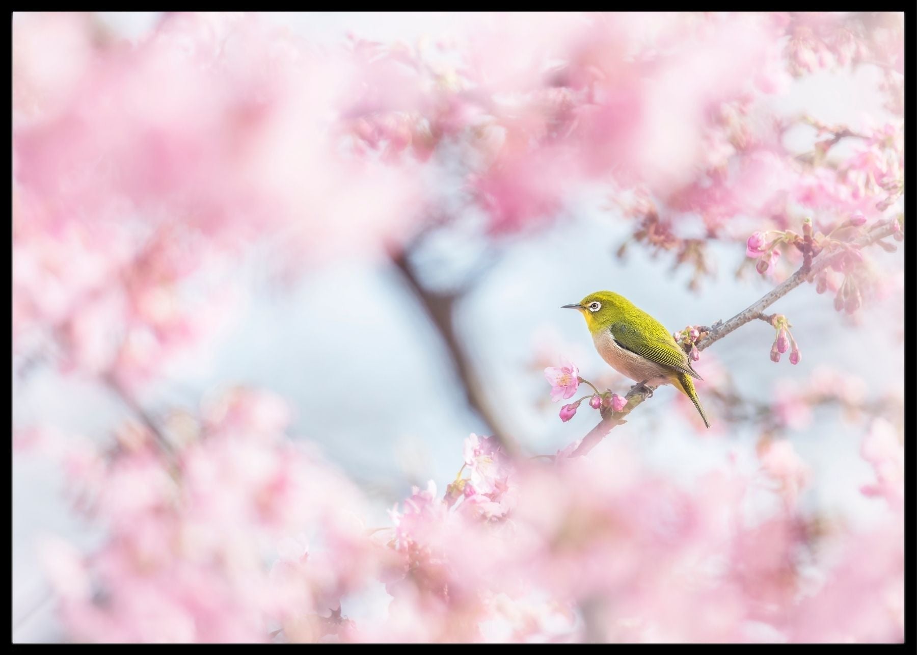 Cherry blossom color - poster - Plakatbar.no