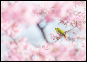 Cherry blossom color - poster - Plakatbar.no