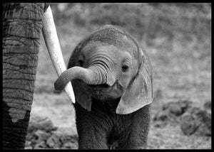 Close - Poster - Plakatbar.no