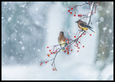 Colors of winter poster - Plakatbar.no