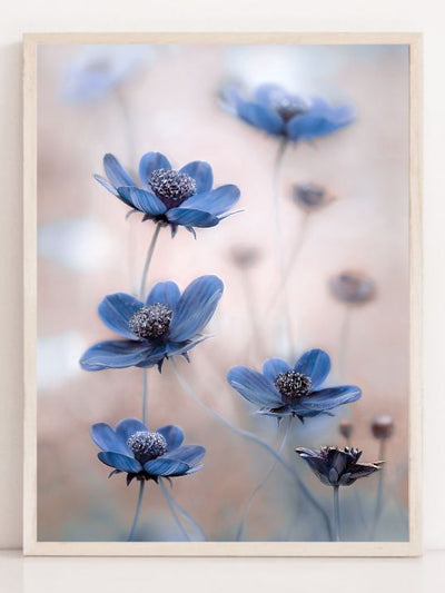 Cosmos blue - Plakatbar.no