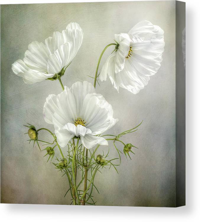 Cosmos charm