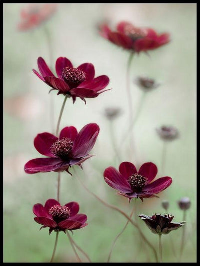 Cosmos sway poster - Plakatbar.no