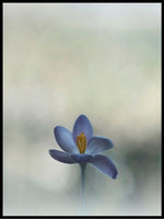 Crocus in the window poster - Plakatbar.no