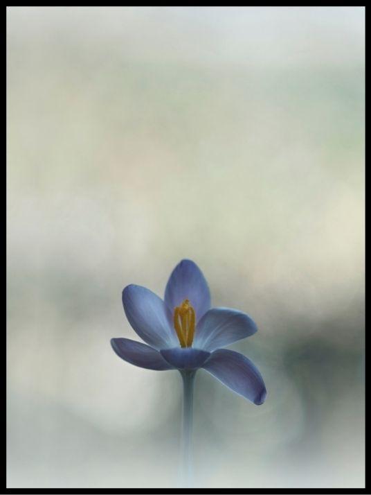 Crocus in the window poster