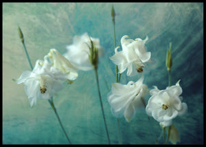 Crowns of thornes poster - Plakatbar.no