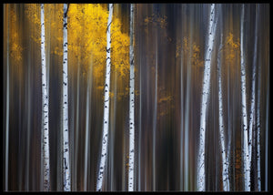 Curtain of fall poster - Plakatbar.no