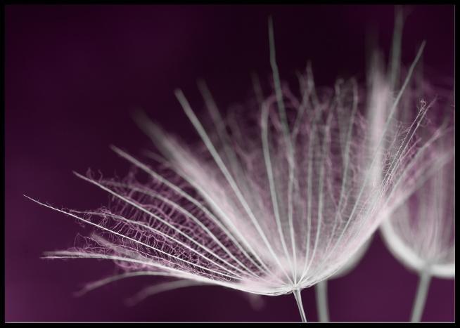 Dandelion seed poster
