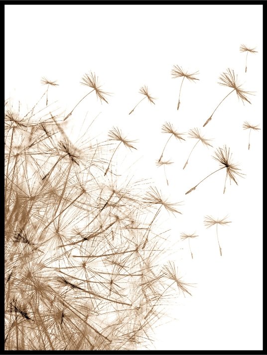 Dandelion Wildflowers Poster