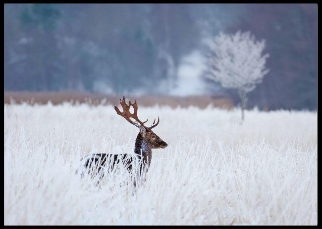 Deer in frozen winter landscape poster