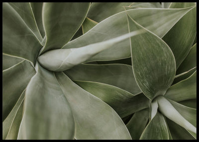 Dekorativ grønn plante - Botanisk Plakat - Plakatbar.no