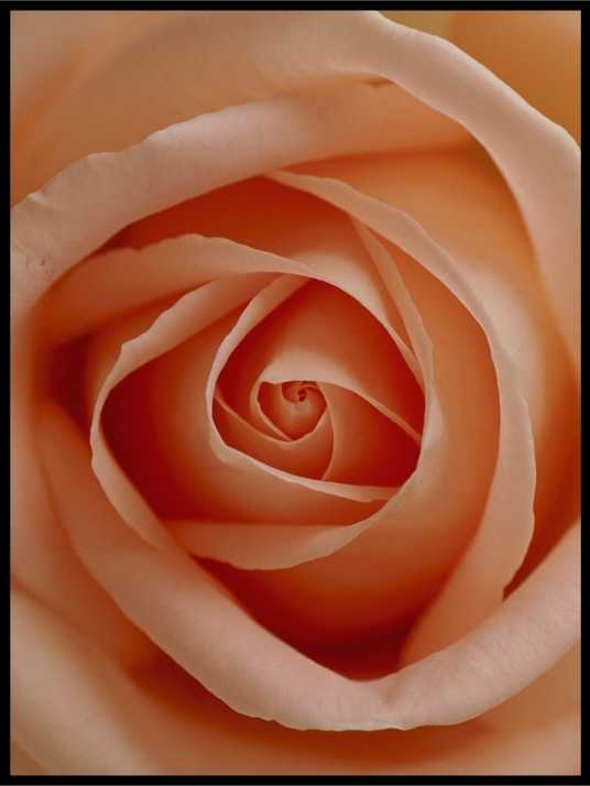 Delicate flower poster