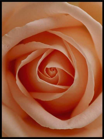 Delicate flower poster - Plakatbar.no