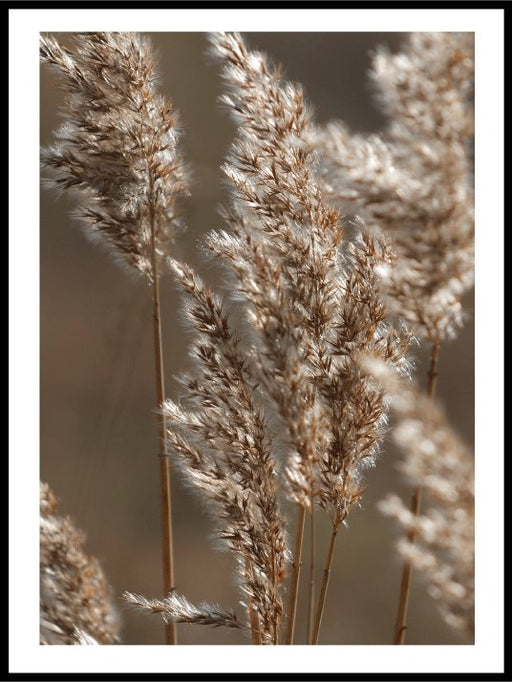 Delicate Reeds Bathed in the Light of a Sunny Day Poster - Plakatbar.no