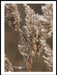 Delicate Reeds Bathed in the Light of a Sunny Day Poster - Plakatbar.no