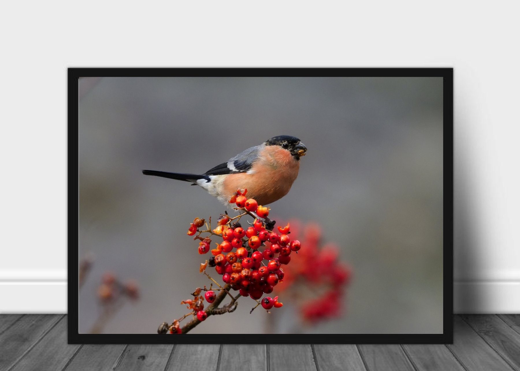 Dompap spiser bær poster - Plakatbar.no