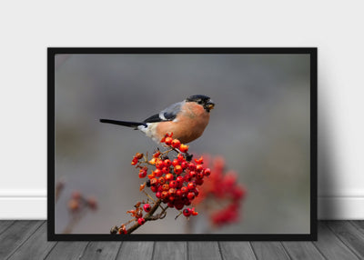 Dompap spiser bær poster - Plakatbar.no