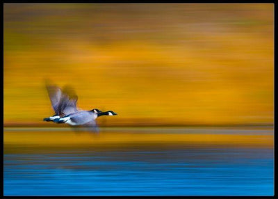 Dream couple poster - Plakatbar.no