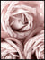 Dream of roses - Poster - Plakatbar.no