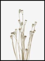 Dried bouquet - Plakat - Plakatbar.no