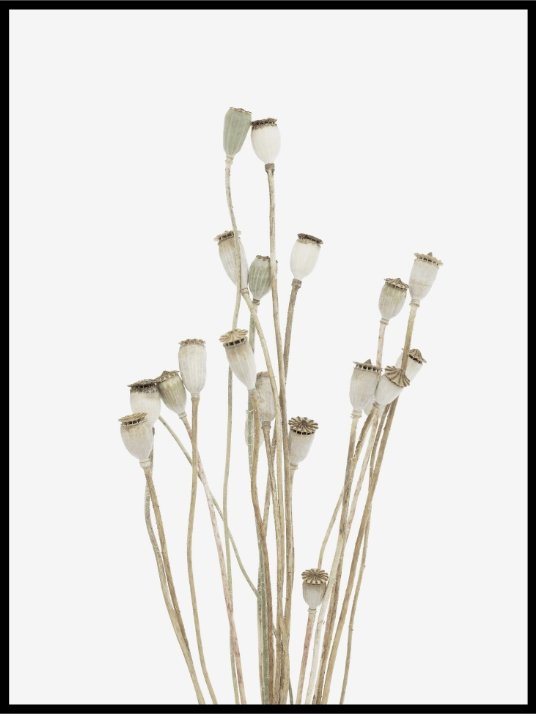 Dried bouquet - Plakat - Plakatbar.no