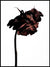 Dried Flower Plakat eller Lerret - Plakatbar.no