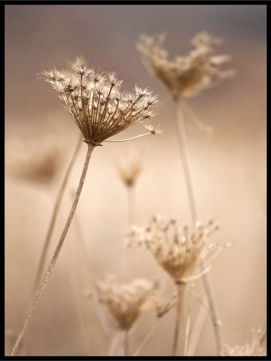 Dried wild flowers in November - Poster