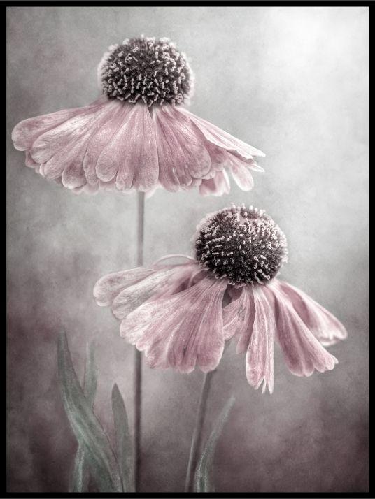 Duett - poster - Plakatbar.no