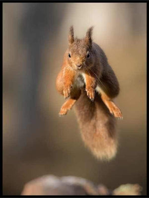 Ekorn i farta - Poster - Plakatbar.no