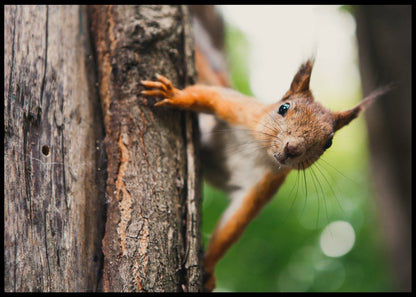 Ekorn i treet poster - Plakatbar.no