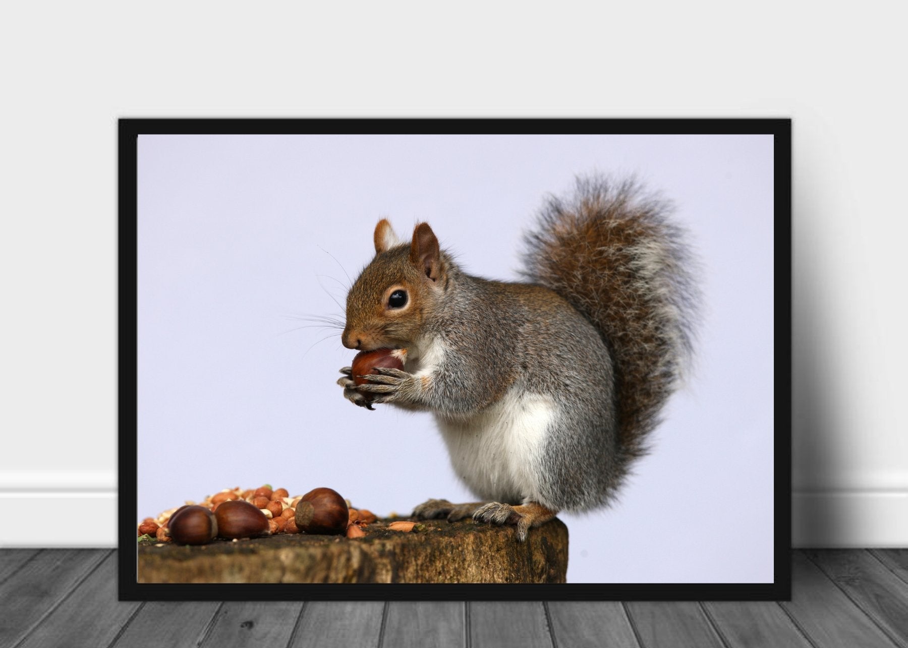Ekorn og nøtter poster - Plakatbar.no