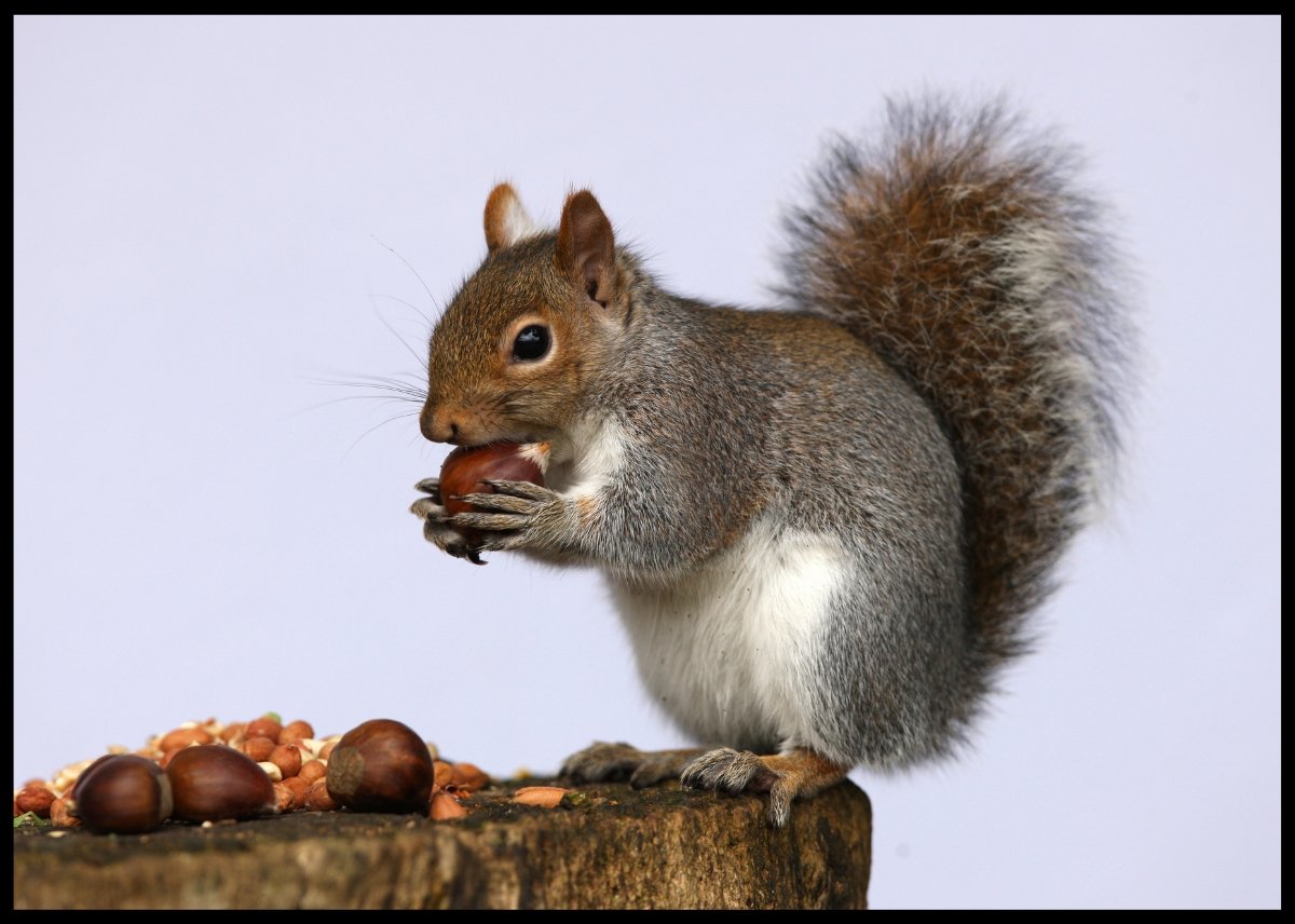 Ekorn og nøtter poster - Plakatbar.no