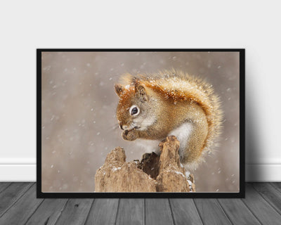 Ekorn på stubben poster - Plakatbar.no