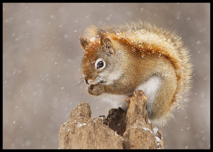 Ekorn på stubben poster - Plakatbar.no