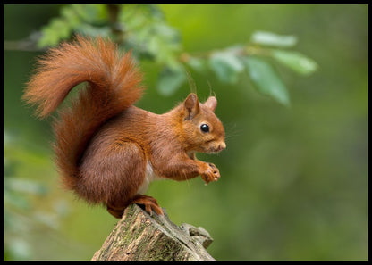 Ekorn poster - Plakatbar.no