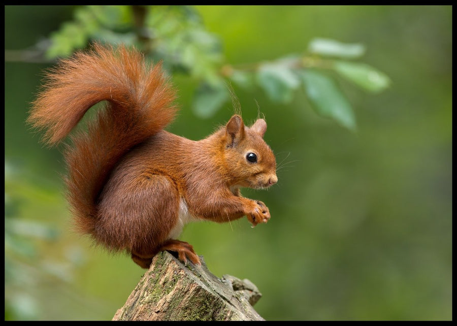 Squirrel records