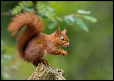 Ekorn poster - Plakatbar.no