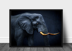 Elefant med gull støttenner - poster - Plakatbar.no