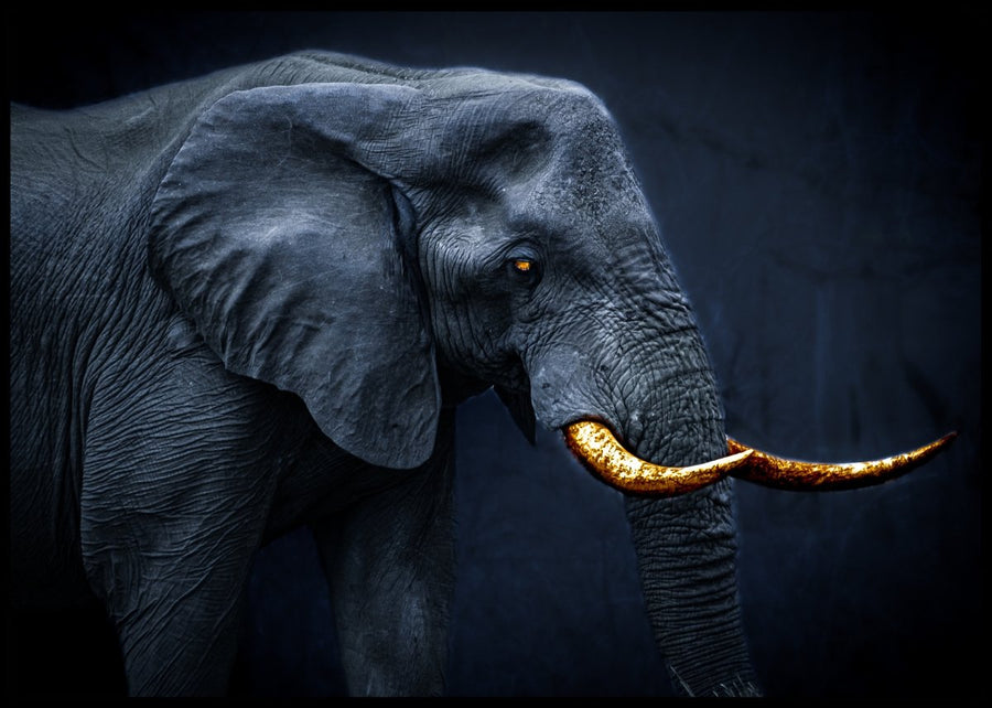 Elefant med guld stødtænder - plakat