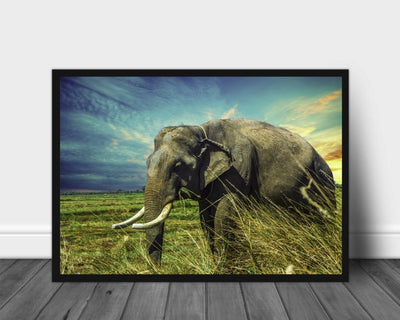 Elefant med store støttenner poster - Plakatbar.no